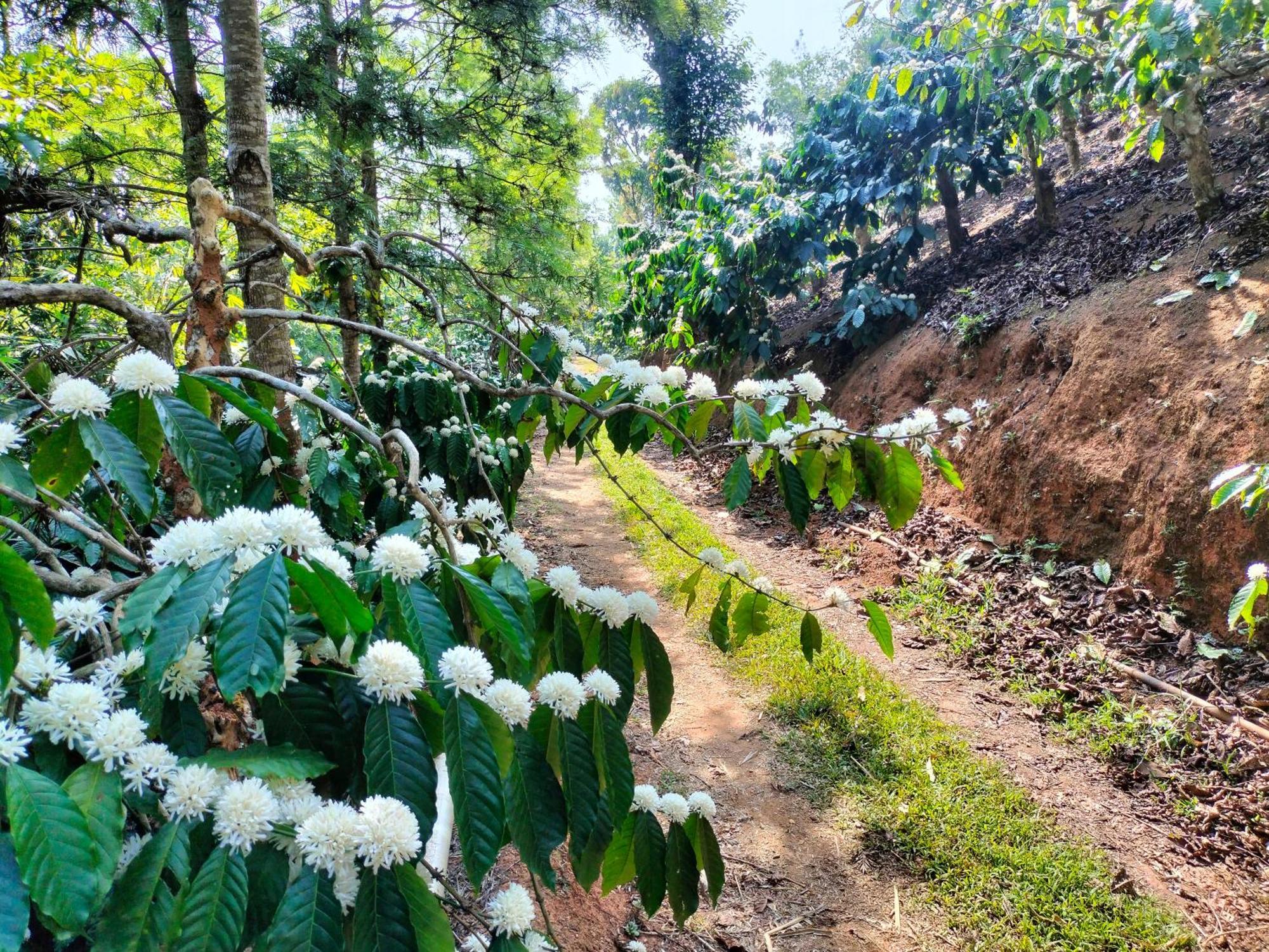Sambrama Wood House Villa Madikeri Bagian luar foto